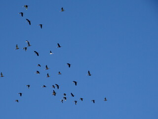 aves volando en grupo por el cielo azul apoyo diversidad inclusion