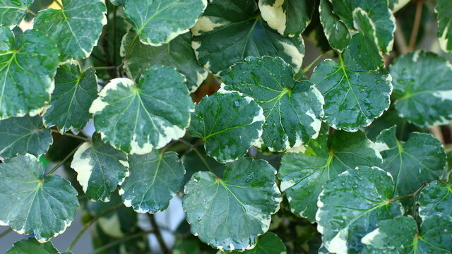 Green leaves as a background (Polyscias), Ecological Concept, Natural green wallpaper, Abstract leaves texture.