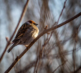 Fluffy sparrow in the light of the setting sun