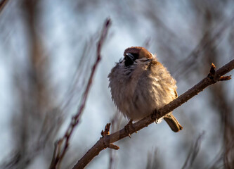 Fluffy sparrow in the light of the setting sun