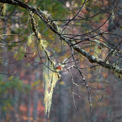 A nice little detail of moss hanging from tree branches.