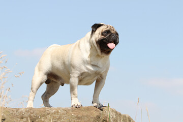 Obraz premium Carlin debout de profil sur un rocher