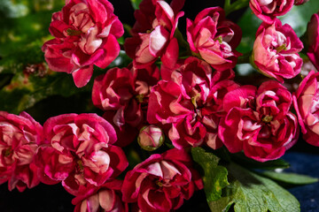 Obraz premium delicate red little flowers