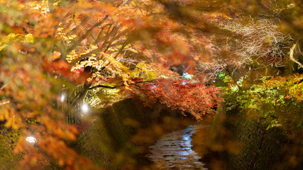 autumn leaves in the night