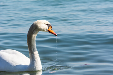 Swan in lake with dripping water
