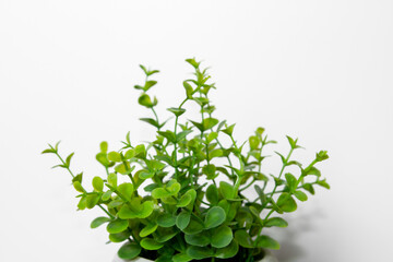 Green plant on a light background.