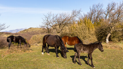 mountain landscape with horses in the foreground