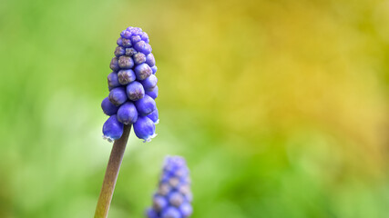 Grape hyacinth (Muscari armeniacum) blue bells spring flower, shallow depth of field macro photography