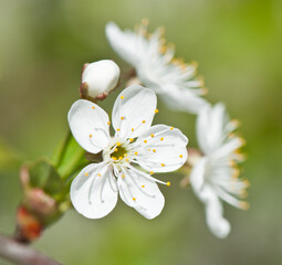 Spring day.  Cherry blossoms. White flowers, close-up