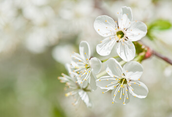 Spring day.  Cherry blossoms. White flowers, close-up