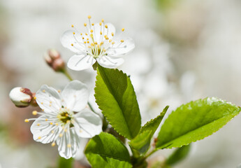 Spring day.  Cherry blossoms. White flowers, close-up