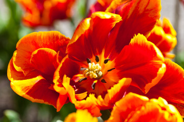 Spring flowers. Red with yellow tulip, close-up