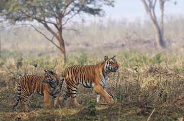 Tigress Grass Land focusing on hunt while cub is in looking back at his siblings, Jim Corbett India.