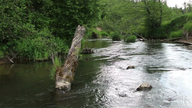 The forest river, current of water in the forest river, Isloch, Belarus