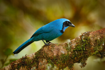 Turquoise jay, Cyanolyca turcosa, detail portrait of beautiful blue bird from tropic forest, Guango, Ecuador. Close-up bill portrait of jay in the dark tropic forest.
