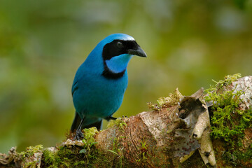 Turquoise jay, Cyanolyca turcosa, detail portrait of beautiful blue bird from tropic forest, Guango, Ecuador. Close-up bill portrait of jay in the dark tropic forest.