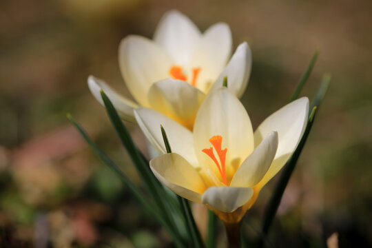 Bl&uuml;hender cremefarbender Krokus