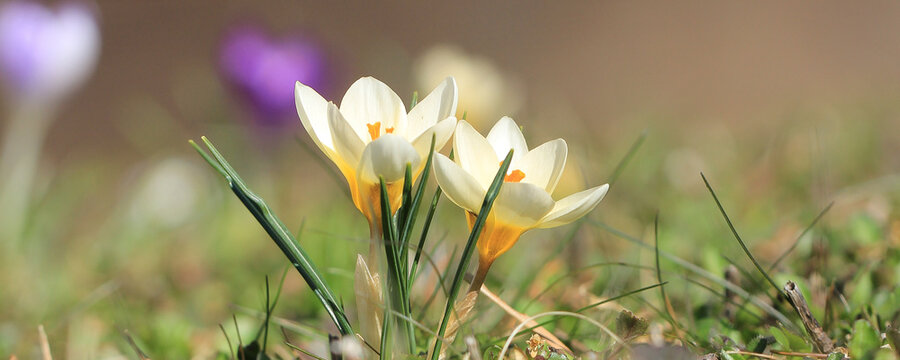Cremefarbene  bl&uuml;hende Krokusse als Banner