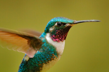 Hummingbird fly detail, moving wings. White-bellied Woodstar, hummingbird with clear green background. Bird from Tandayapa, Ecuador. Flying hummingbird in tropical forest. © ondrejprosicky
