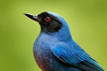 Detail close-up portrait of tropic bird.Masked Flower-piercer, Diglossa cyanea, blue tropical bird with black head, animal in the nature habitat, green background, Ecuador. Wildlife scene from nature.
