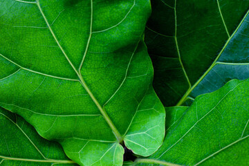 Full Frame of Green Leaves Texture Background. tropical leaf