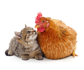 Kitten and chicken look at each other.