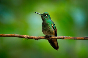 Hummingbird from Ecuador. buff-tailed coronet, Boissonneaua flavescens, sitting on the branch, bird in the nature forest habitat. Tropic wildlife. Green hummingbird from Papallacta in Ecuador.