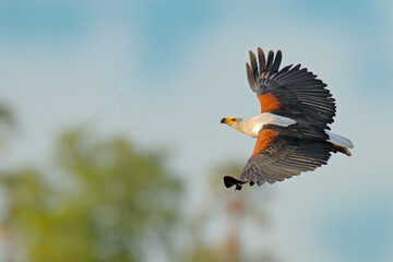 African Fish-eagle, Haliaeetus vocifer, brown bird with white head fly. Eagle flight above the lake...