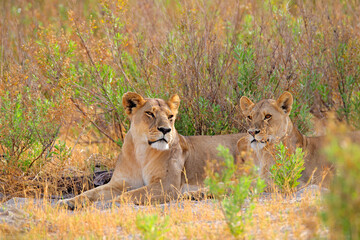 Safari in Africa. Big angry female lion Okavango delta, Botswana. African lion walking in the grass, with beautiful evening light. Wildlife scene from nature. Animal in the habitat.