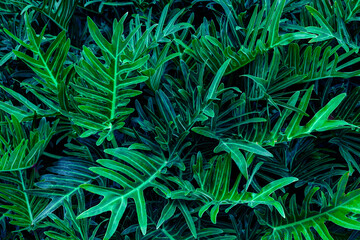 Naklejka na ściany i meble Full Frame of Green Leaves Texture Background. tropical leaf