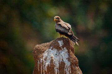 Milvus migrans ssp. parasitus, Yellow-billed Kite sitting on the termite hill in nature. White dirty defecate hill in Mana Pools NP, Zimbabwe in Africa. Birds of prey in the nature habitat.