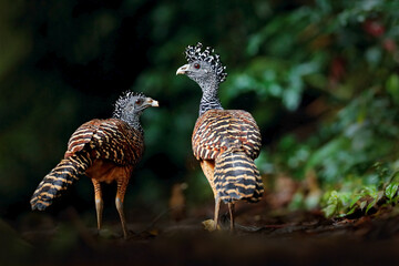 Curassow, Crax rubra, two big black bird with yellow bill in the nature habitat, Costa Rica. Wildlife scene from tropic forest. Brown bird in green grass, tropic nature. Jungle bird, Great Curassow,