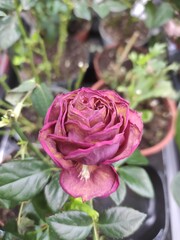 pink roses in garden