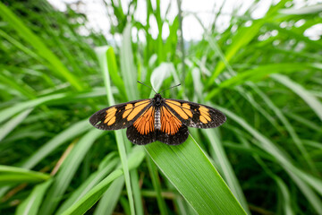 Mariposa Tipica de eje cafetero Colombia_ Pereira, manizales, armenia, quindio, risaralda, caldas