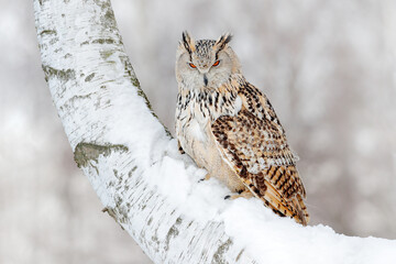 Winter scene with Big Eastern Siberian Eagle Owl, Bubo bubo sibiricus, sitting in the birch tree with snow in the forest.