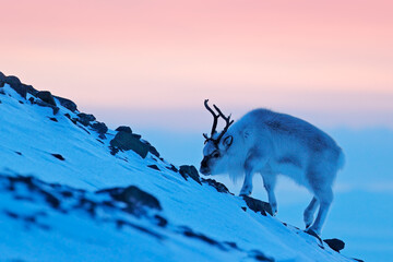 Caribou in snow. Wild Reindeer in snow, Svalbard, Norway. Deer on rocky mountain in snowy habitat. Wildlife scene from nature. Animal above the sea. Arctic ocean, winter condition. - obrazy, fototapety, plakaty