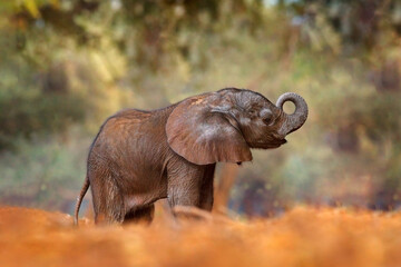 Young pup Elephant at Mana Pools NP, Zimbabwe in Africa. Big animal in the old forest, evening light, sun set. Magic wildlife scene in nature. African baby elephant in beautiful habitat. © ondrejprosicky