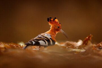 Hoopoe sunset. African hoopoe, Upupa africana, nice orange bird with crest sitting on ther green tree in the summer meadow, Botswana. Beautiful bird in nature habitat, wildlife Mana Pools, Zimbabwe.