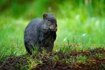 Agouti in nature. Detail head portrait of agouti. Black agouti, Dasyprocta fuliginosa, Sumaco, Ecuador. Cute animal in the nature habitat, dark tropic forest. Wildlife in Ecuador.