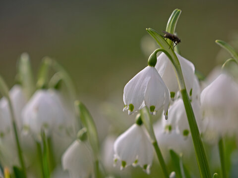 Fototapeta Snowdrop flowers, Schneeglöcklein (Galanthus nivalis)