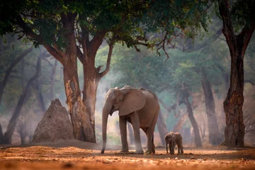Raamstickers Olifant met jonge baby. Olifant bij Mana Pools NP, Zimbabwe in Afrika. Groot dier in het oude bos, avondlicht, zonsondergang. Magische natuurscène in de natuur. Afrikaanse olifant in prachtige habitat. © ondrejprosicky