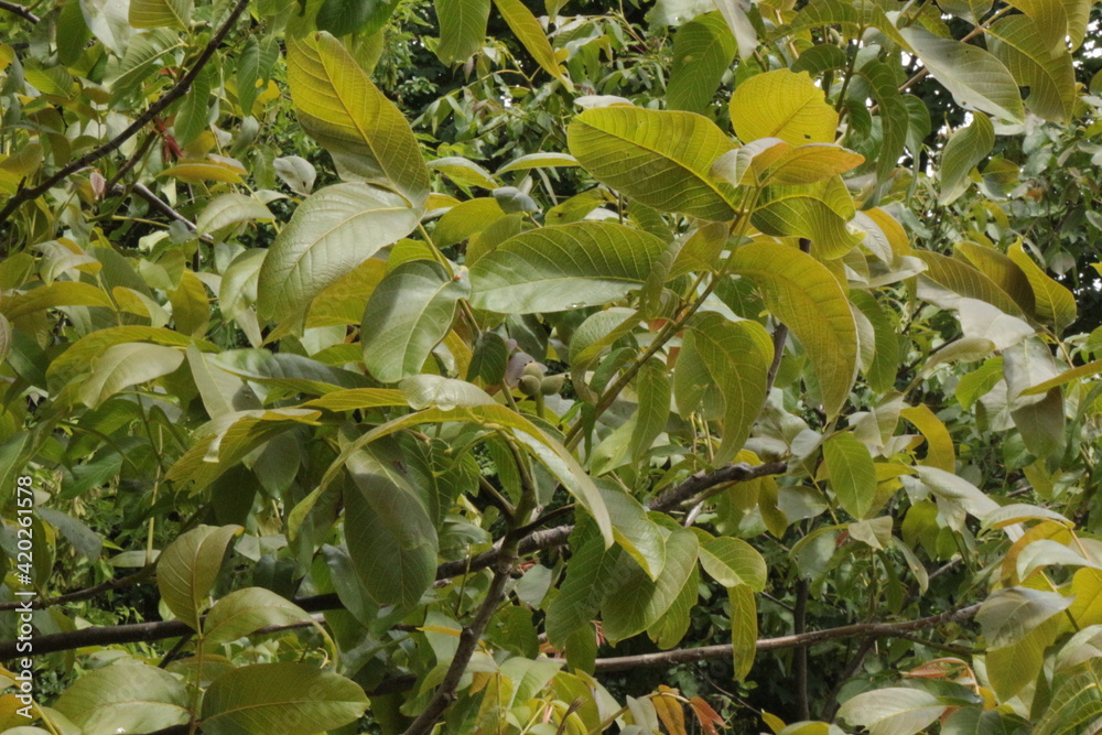 Wall mural Green fruits ripen on a walnut tree in a summer garden