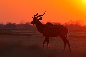Kudu sunset. Greater kudu, Tragelaphus strepsiceros,  handsome antelope with spiral horns, sunset light. Animal on hill, Mana Pools, Zimbabwe. Kudu in Africa. Wildlife scene from African nature.