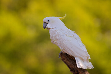 Fototapeta premium Bird from Australia. Leadbeater cockatoo, Cacatua leadbeateri, white parrot in the nature habitat. Bird from from wild Australia. White animal from dark forest.