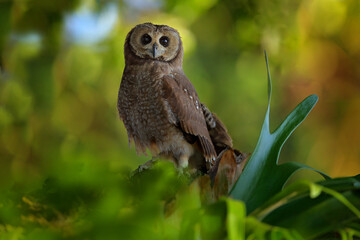 Marsh owl, Asio capensis, Lake Kariba, Zimbabwe. Bird siting on the stone in green vegetation, evening light. owl in the habitat. Wildlife scene from Africa nature.  Birdwatching in Zimbabwe.