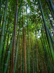 Fototapeta premium bamboo forest background. Beautiful landscape of bamboo grove in the forest