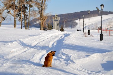Big orange Dog sitting snow looking back narrow path near street lights trees
