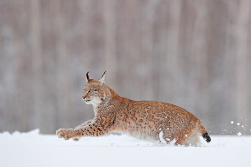 Winter wildlife in Europe. Lynx in the snow, snowy forest in February. Wildlife scene from nature, Germany. Winter wildlife in Europe.