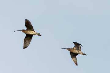 Curlews (Numenius arquata) in flight against a blue sky