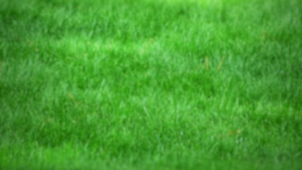 green grass background. Close up of green grass covered lawn with vibrant colorful background.
